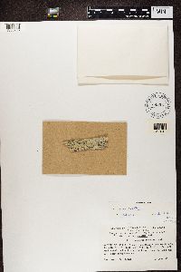 Media resource of Lecanora expallens