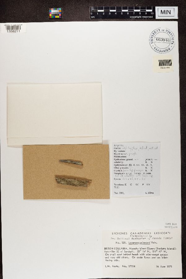 Lecanora palanderi image