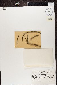 Lecidea albofuscescens image