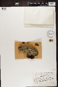 Trapeliopsis granulosa image