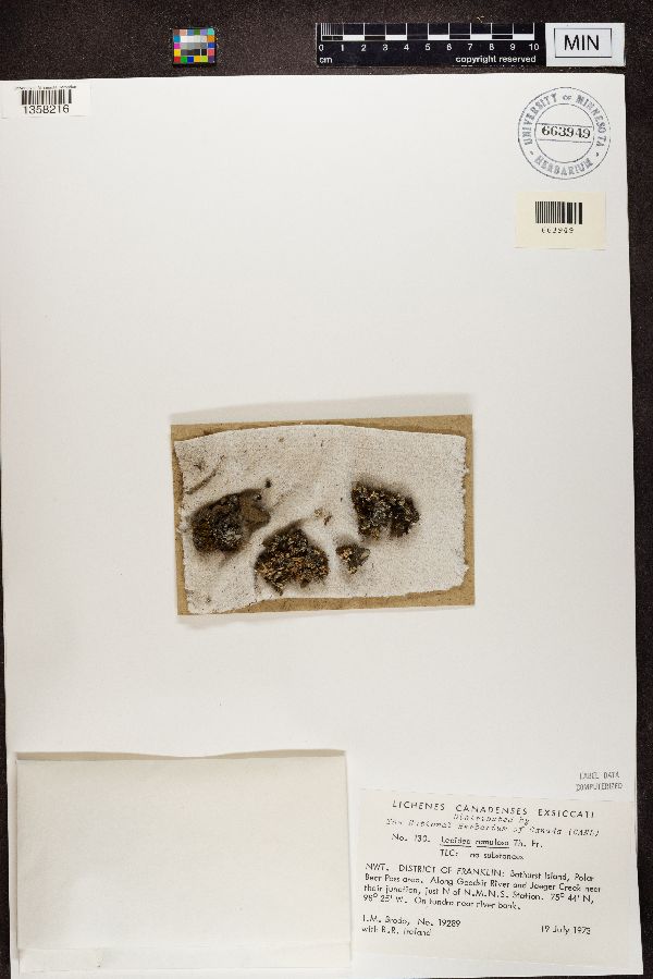 Lecidea ramulosa image