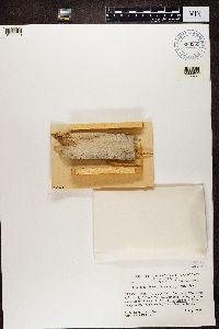 Mycocalicium subtile image