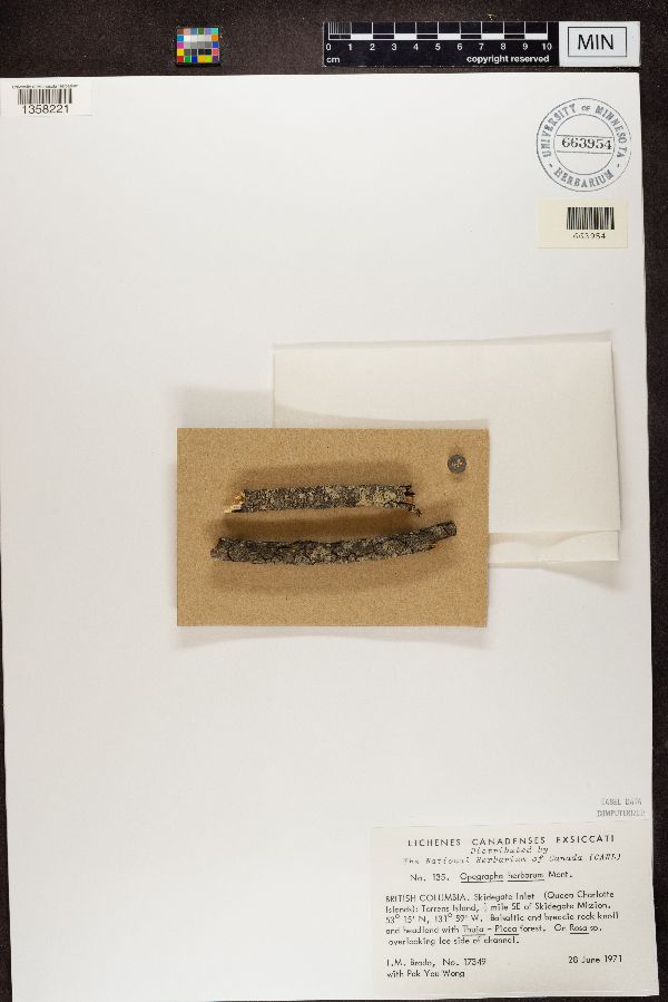 Opegrapha herbarum image