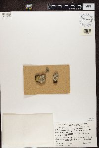 Megaspora verrucosa image