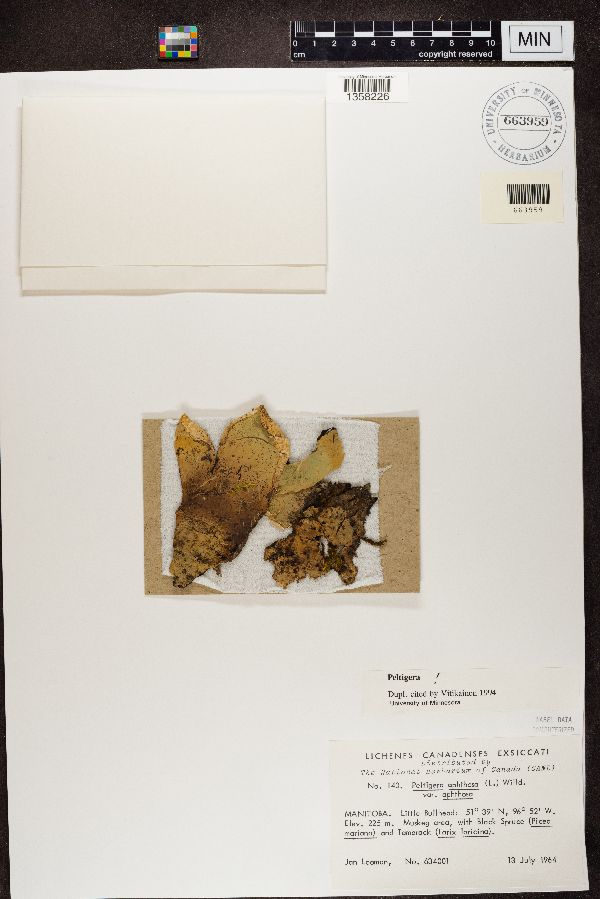 Peltigera aphthosa var. aphthosa image