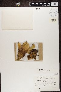 Peltigera aphthosa image