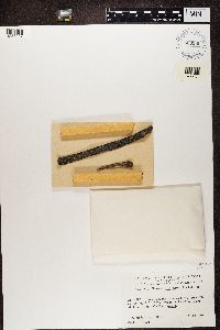 Phaeocalicium curtisii image