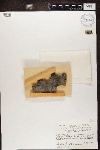 Phaeocalicium populneum image