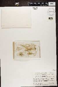 Usnea trichodea image