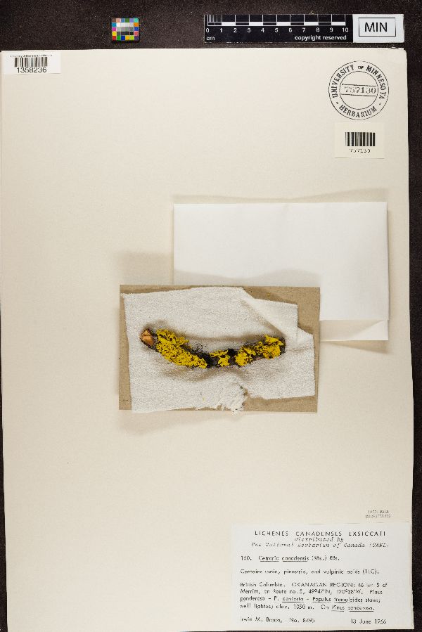 Vulpicida canadensis image