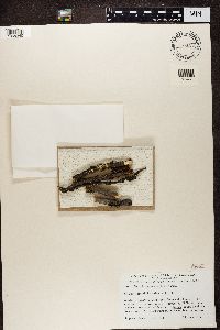 Tuckermanopsis sepincola image