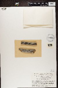 Image of Xylographa vitiligo