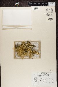 Thumbnail image of current specimen