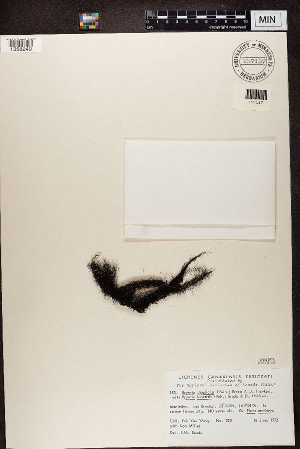 Bryoria simplicior image