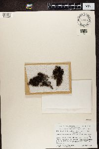 Media resource of Bryoria trichodes