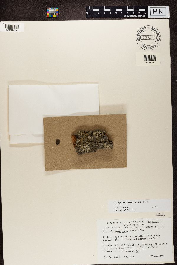 Caloplaca ulmorum image