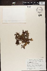 Cetraria arenaria image