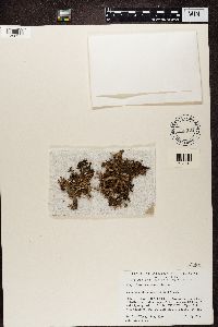 Cetraria arenaria image