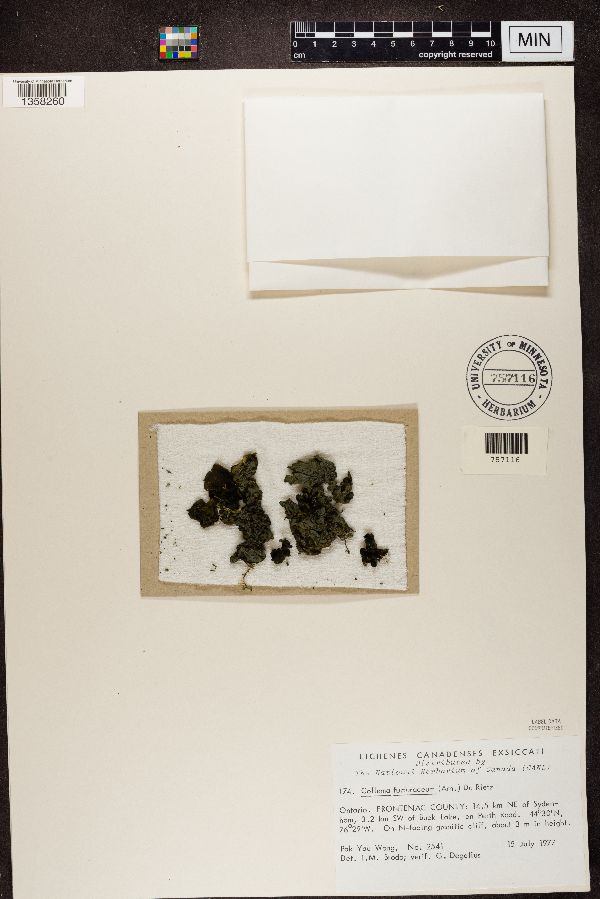 Collema furfuraceum image