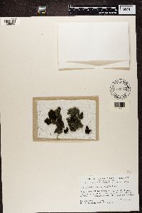 Image Associated With the Occurrence