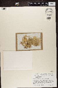 Evernia prunastri image