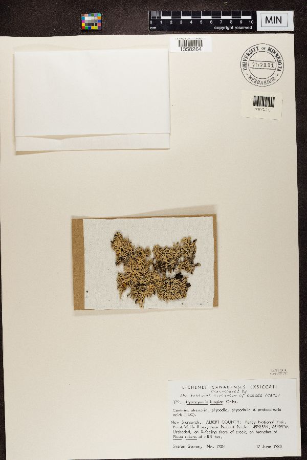 Hypogymnia krogiae image