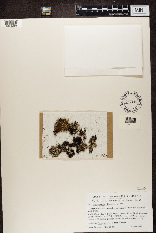 Hypogymnia vittata image