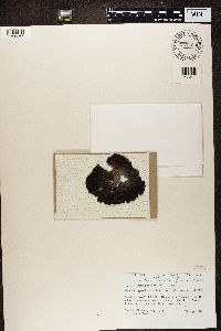 Lasallia papulosa image