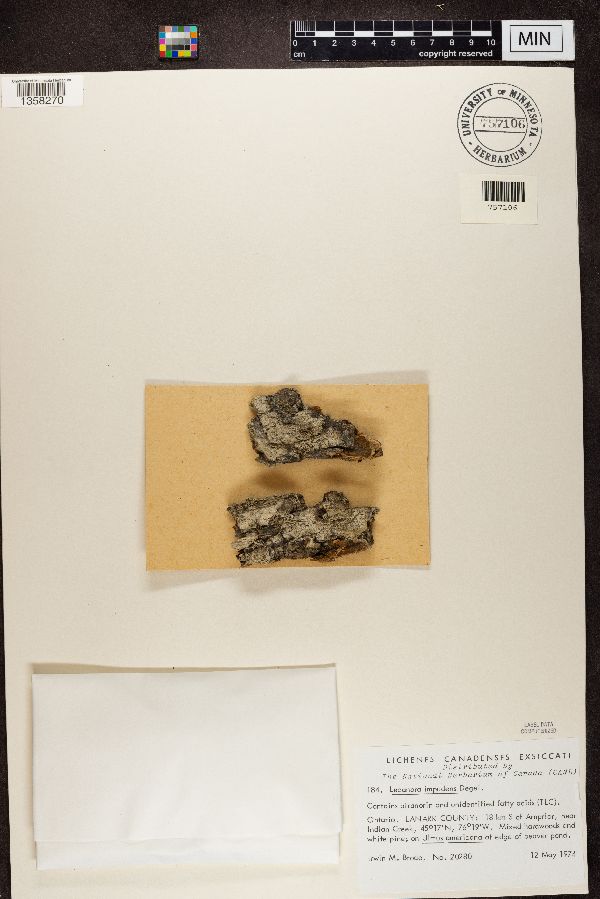 Lecanora impudens image