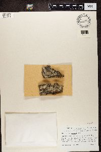 Media resource of Lecanora impudens