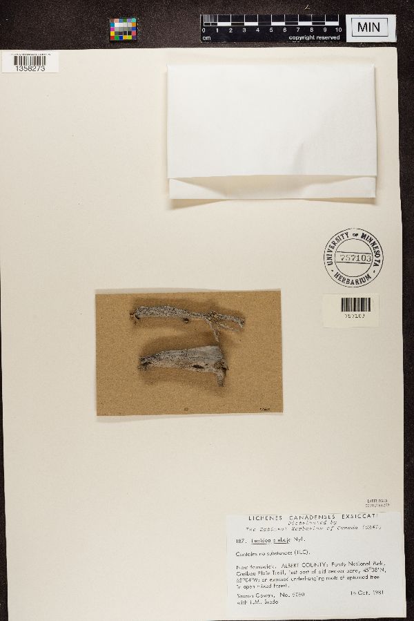 Lecidea plebeja image