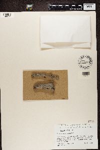 Media resource of Lecidea plebeja