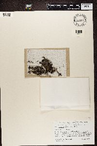 Thumbnail image of current specimen