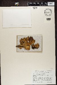 Lobaria pulmonaria image