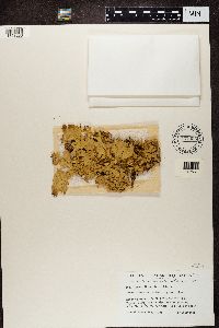 Lobaria pulmonaria image