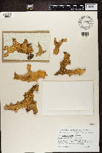 Lobaria pulmonaria image