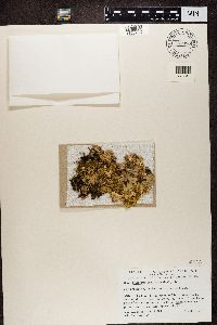 Nephroma expallidum image