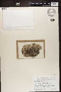 Parmelia omphalodes image