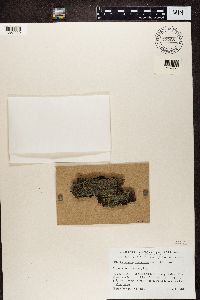 Parmeliella triptophylla image