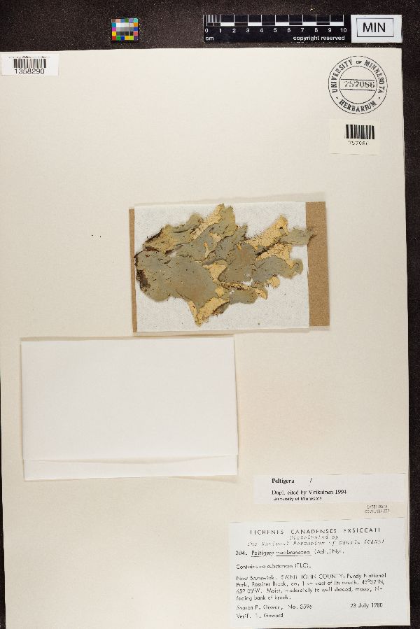 Peltigera membranacea image