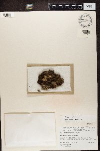 Peltigera didactyla image