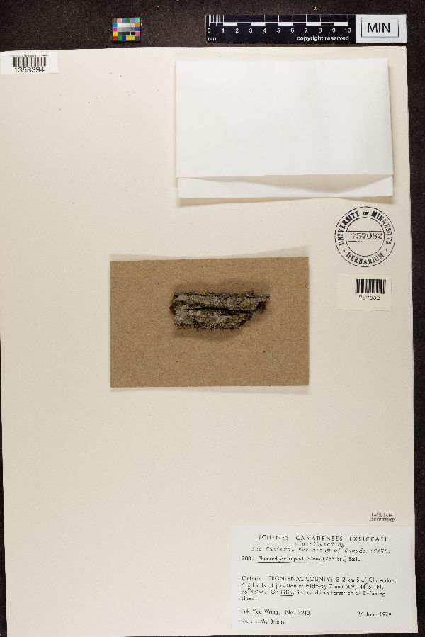 Phaeophyscia pusilloides image