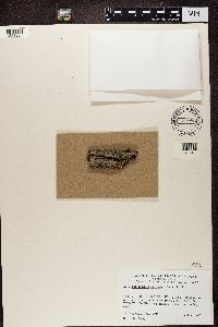 Media resource of Phaeophyscia pusilloides