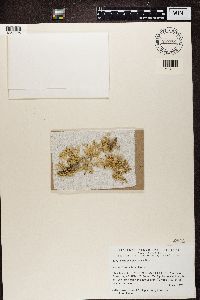 Ramalina americana image