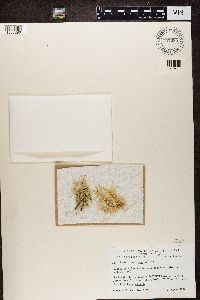 Ramalina farinacea image