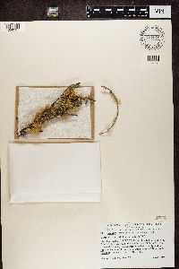 Ramalina roesleri image