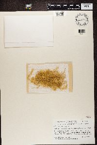 Usnea longissima image