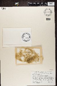 Usnea longissima image