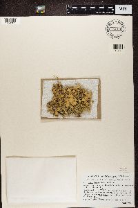 Usnea strigosa image