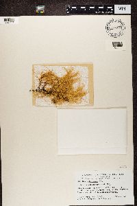 Usnea subfloridana image